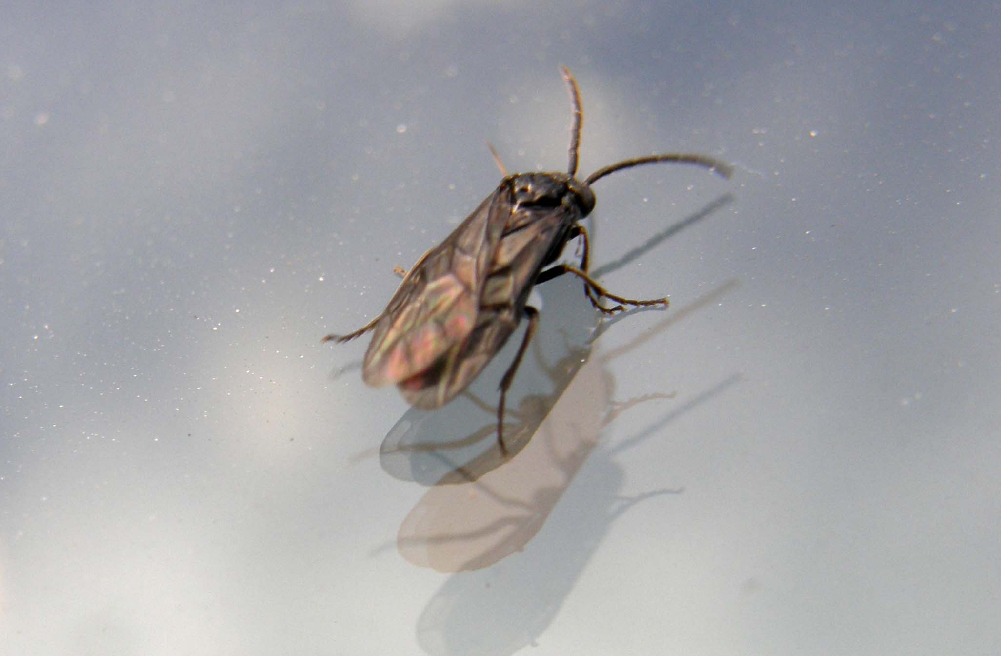 Ali...poliedriche: Dolerus sp, maschio (Tenthredinidae)
