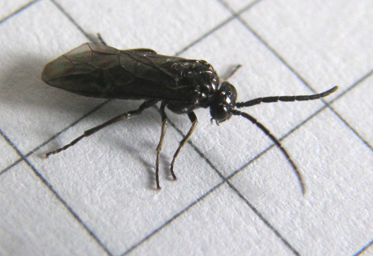 Ali...poliedriche: Dolerus sp, maschio (Tenthredinidae)