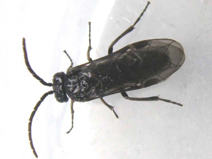 Ali...poliedriche: Dolerus sp, maschio (Tenthredinidae)