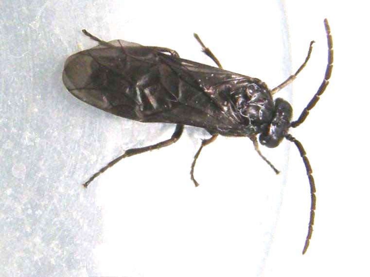 Ali...poliedriche: Dolerus sp, maschio (Tenthredinidae)