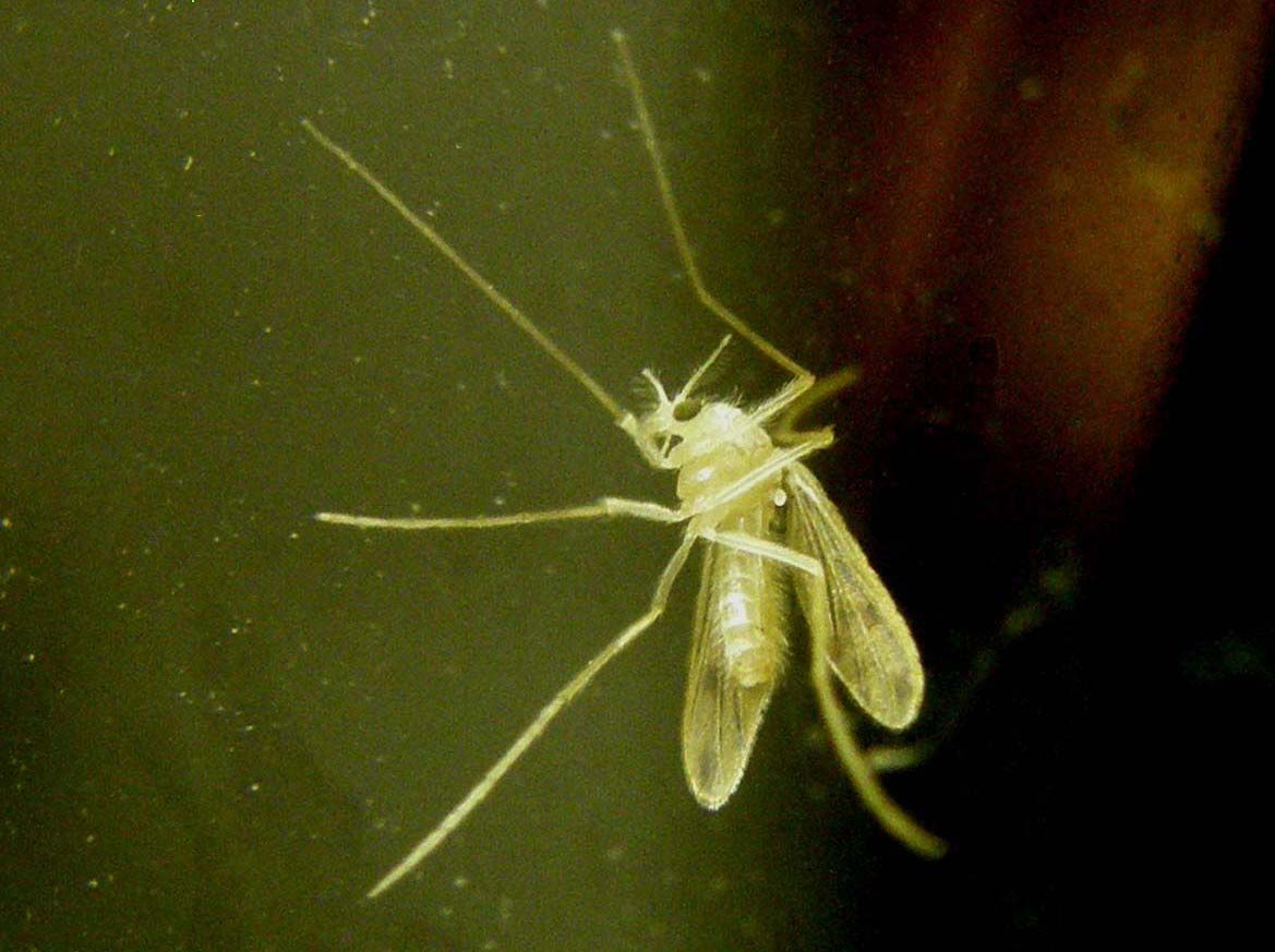Piccolisimo visitatore serale