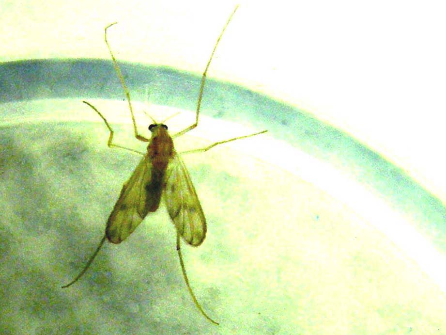 Piccolisimo visitatore serale