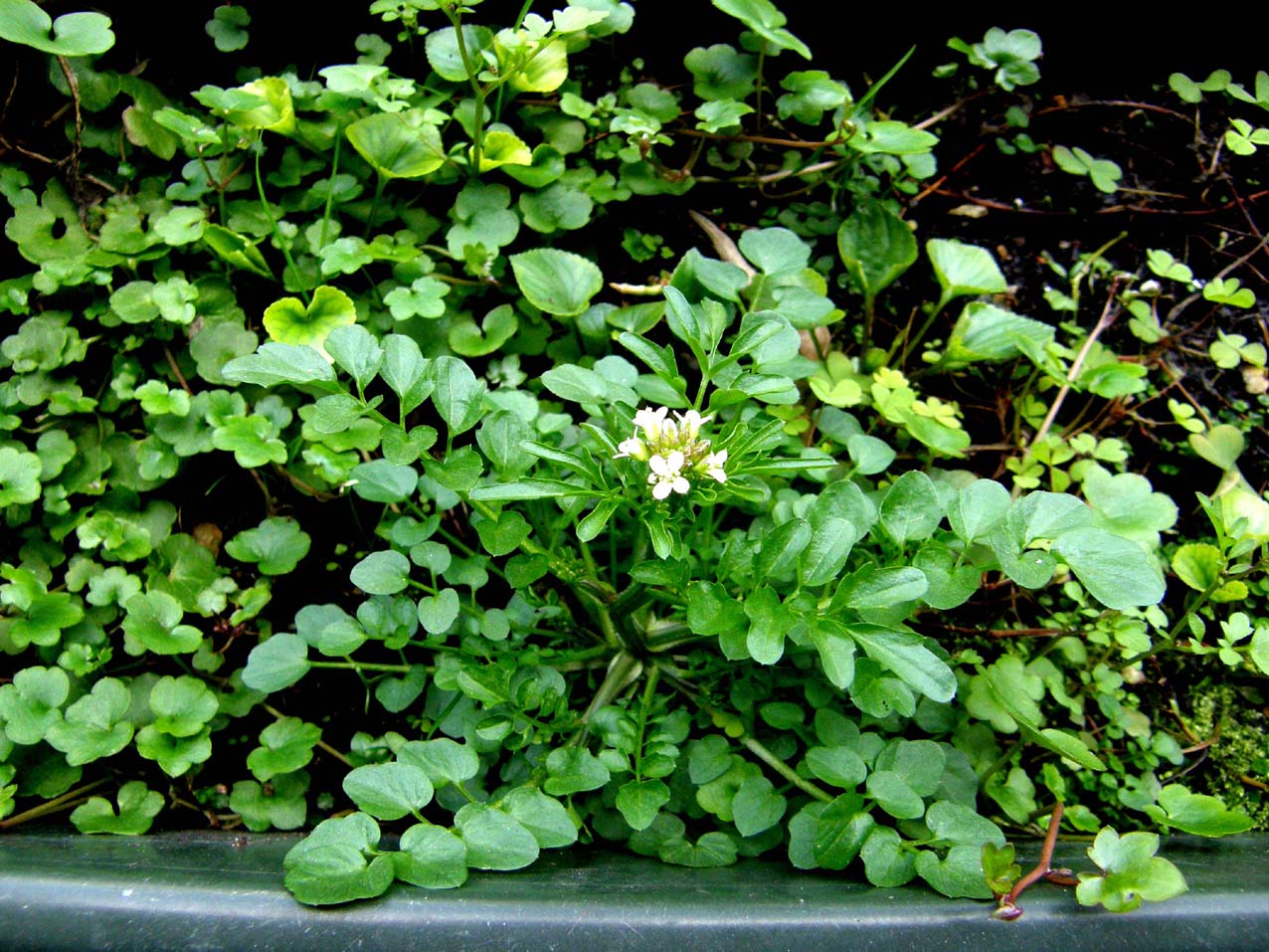 Cardamine hirsuta