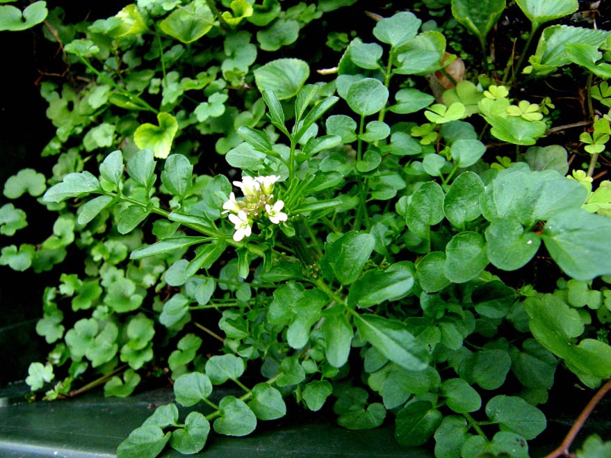 Cardamine hirsuta