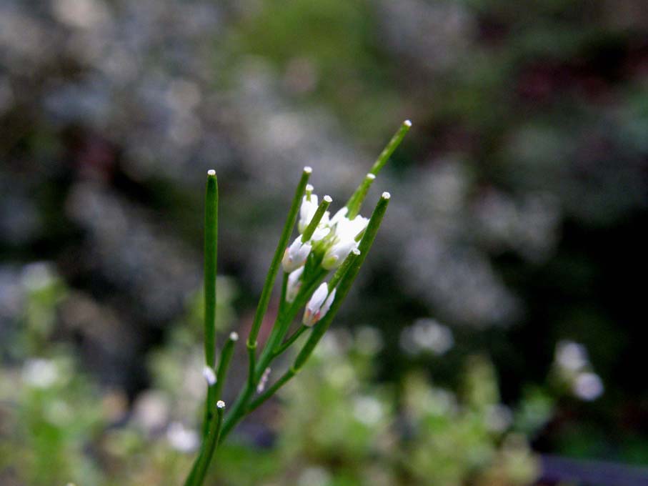 Cardamine hirsuta