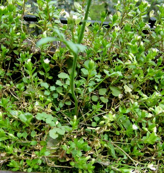 Cardamine hirsuta