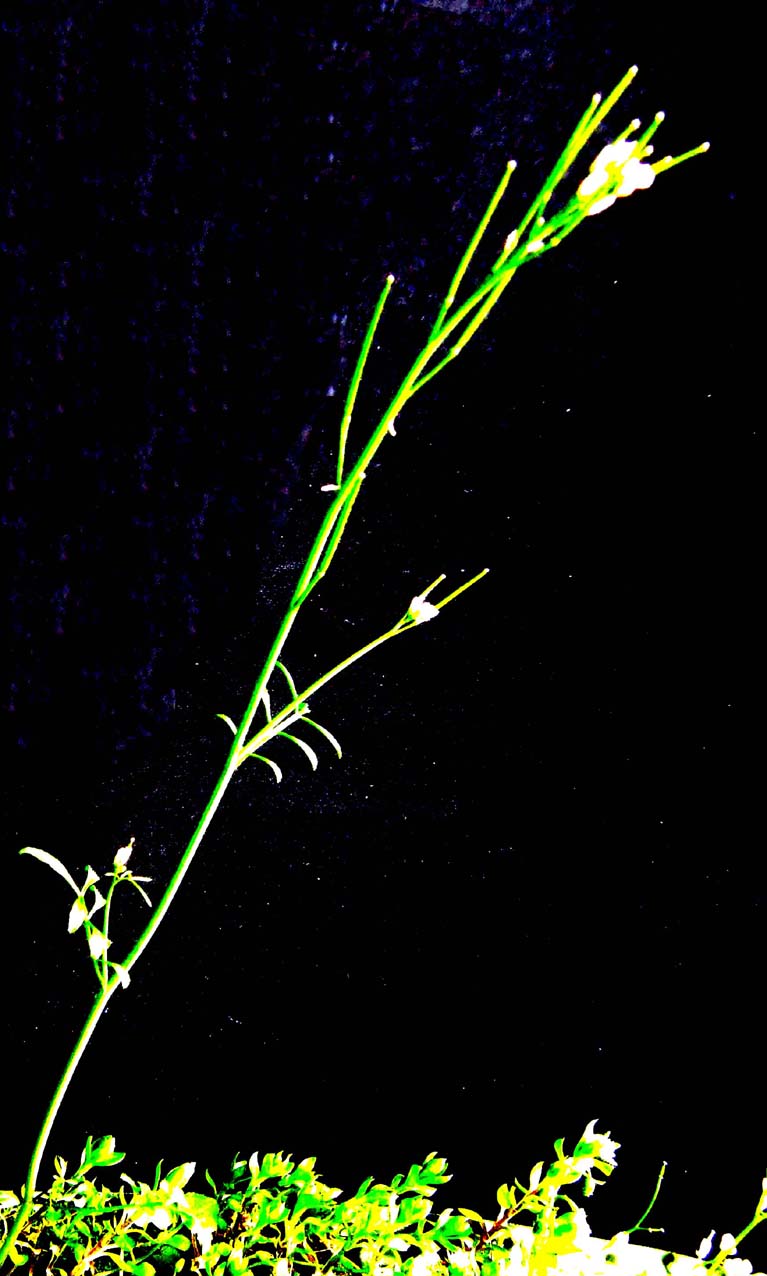 Cardamine hirsuta