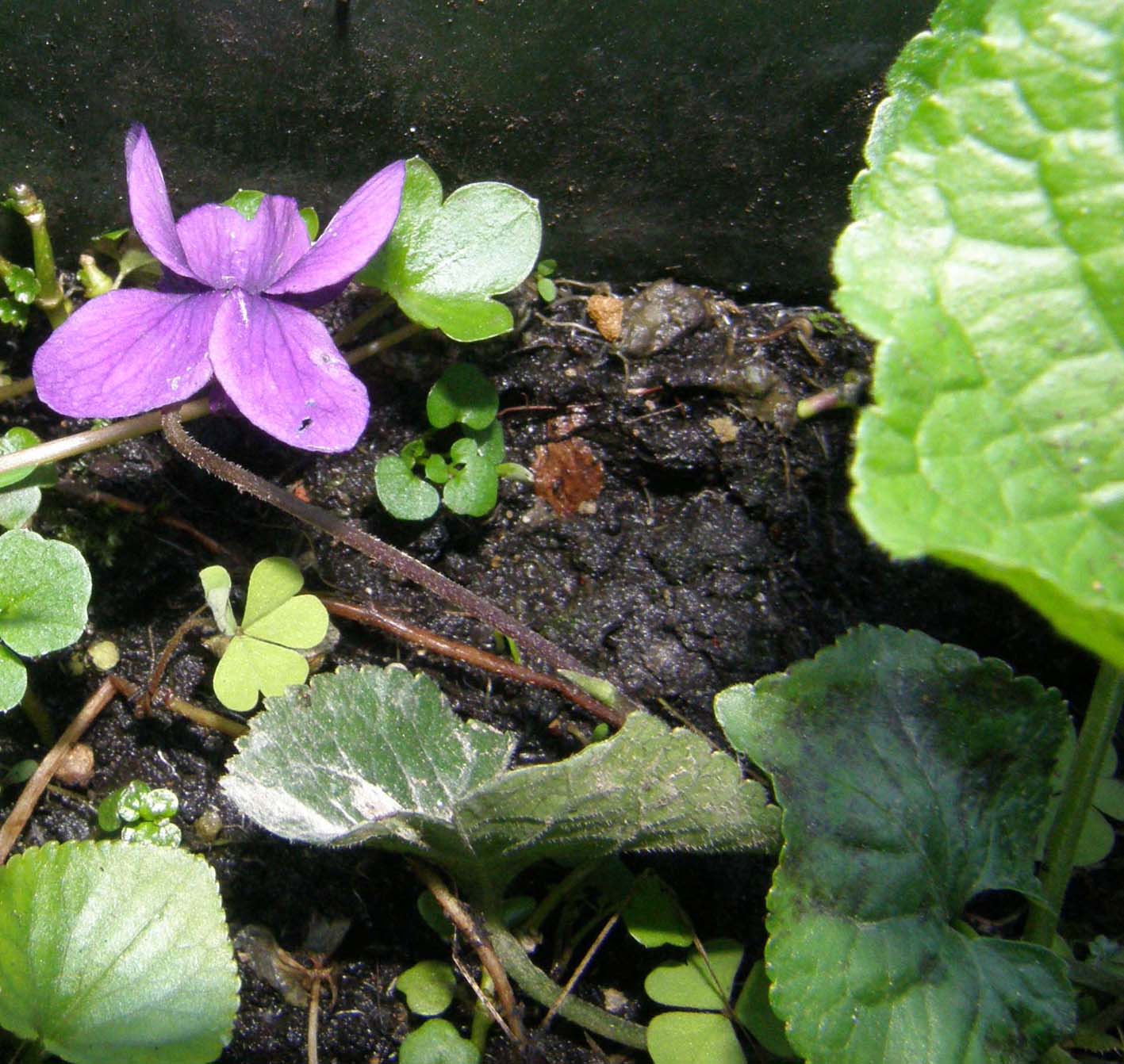 Ecco le prime viole: Viola odorata (Violaceae)