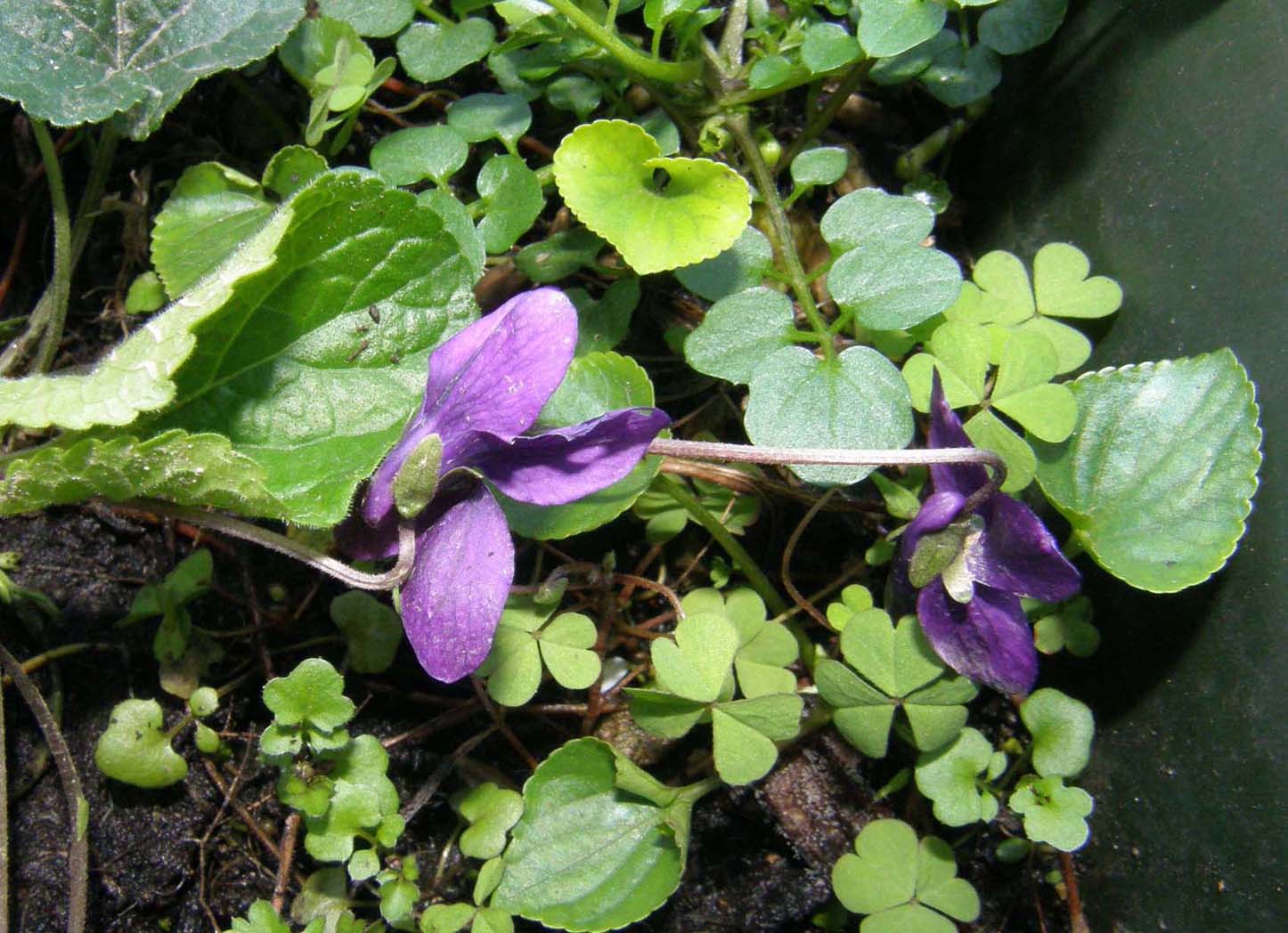 Ecco le prime viole: Viola odorata (Violaceae)