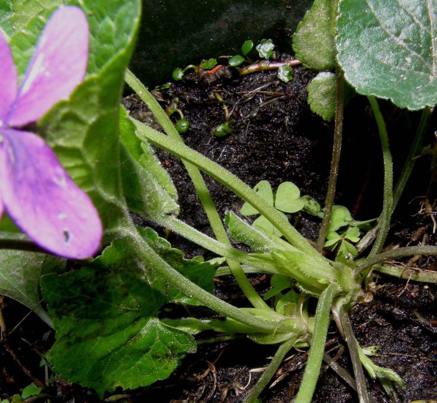 Ecco le prime viole: Viola odorata (Violaceae)