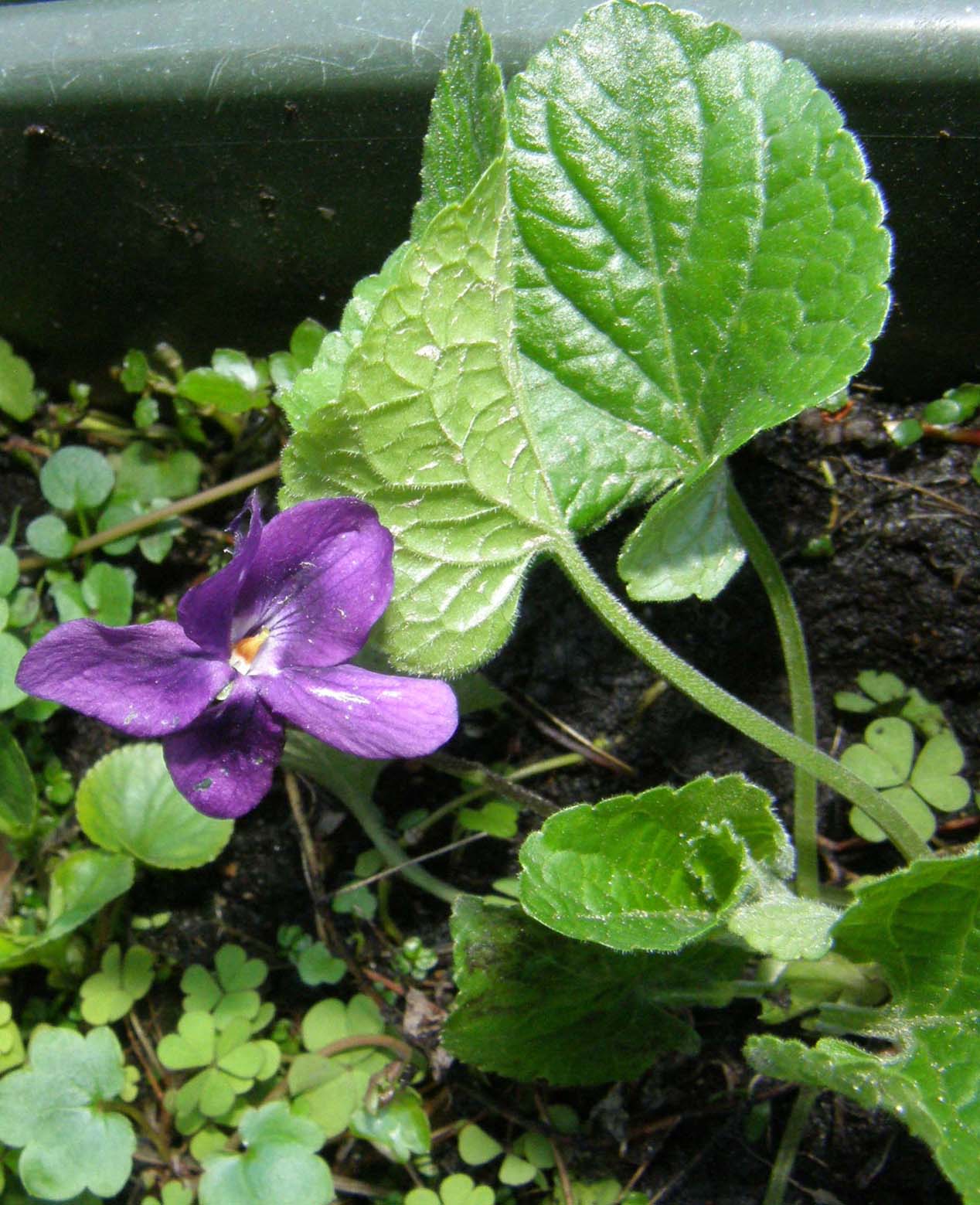 Ecco le prime viole: Viola odorata (Violaceae)