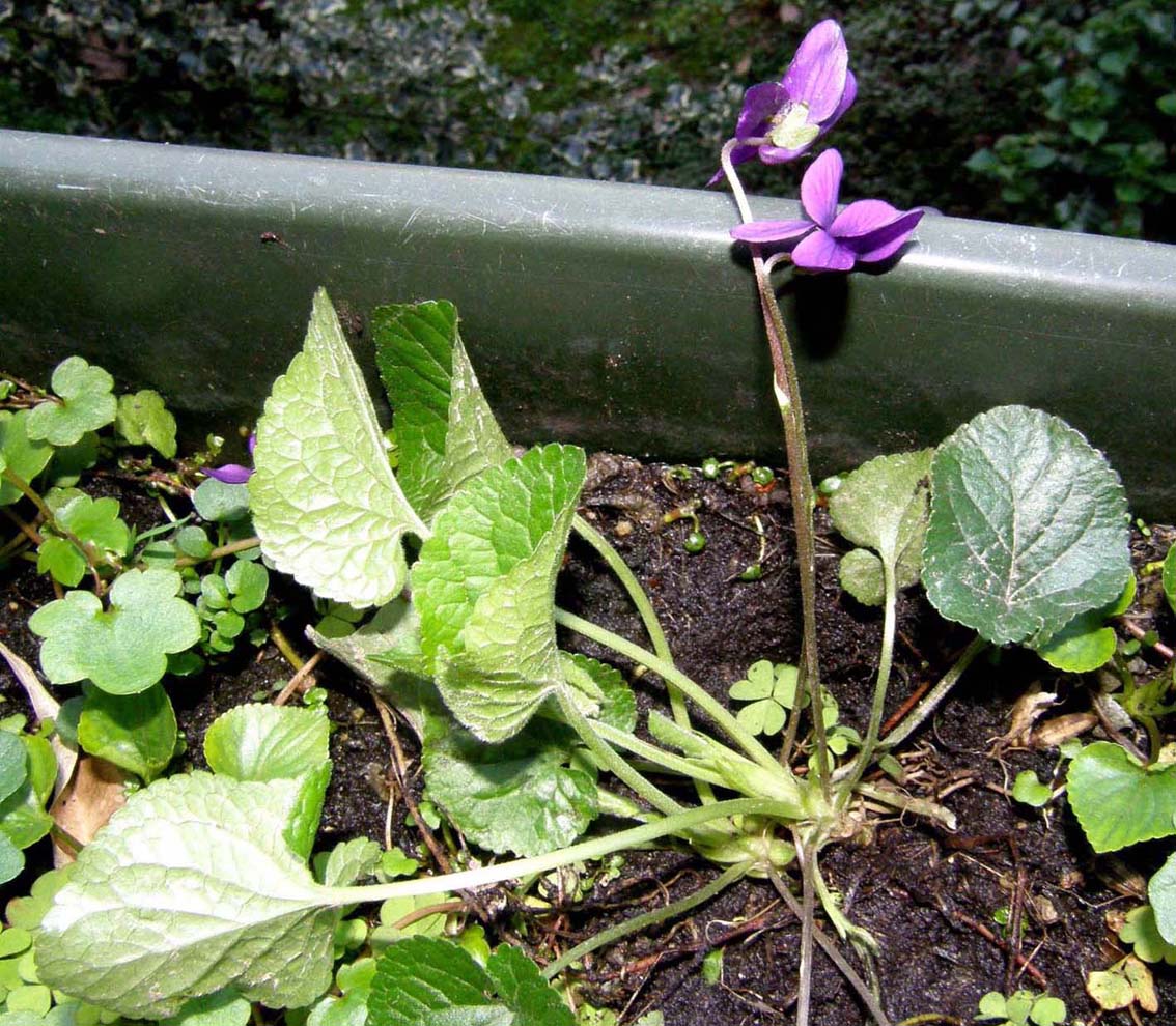 Ecco le prime viole: Viola odorata (Violaceae)