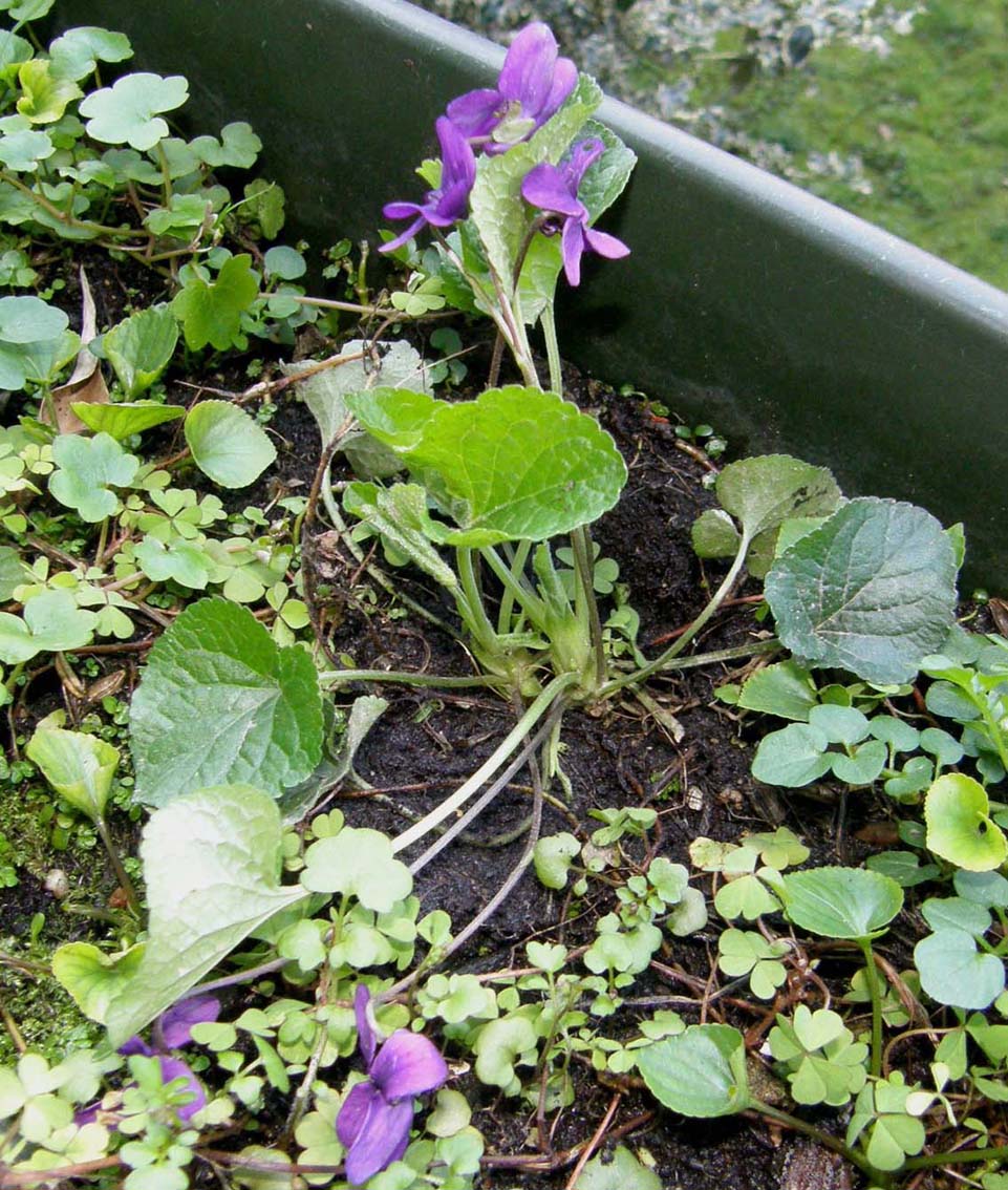 Ecco le prime viole: Viola odorata (Violaceae)