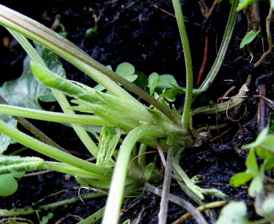 Ecco le prime viole: Viola odorata (Violaceae)