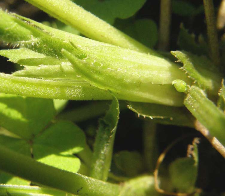 Ecco le prime viole: Viola odorata (Violaceae)