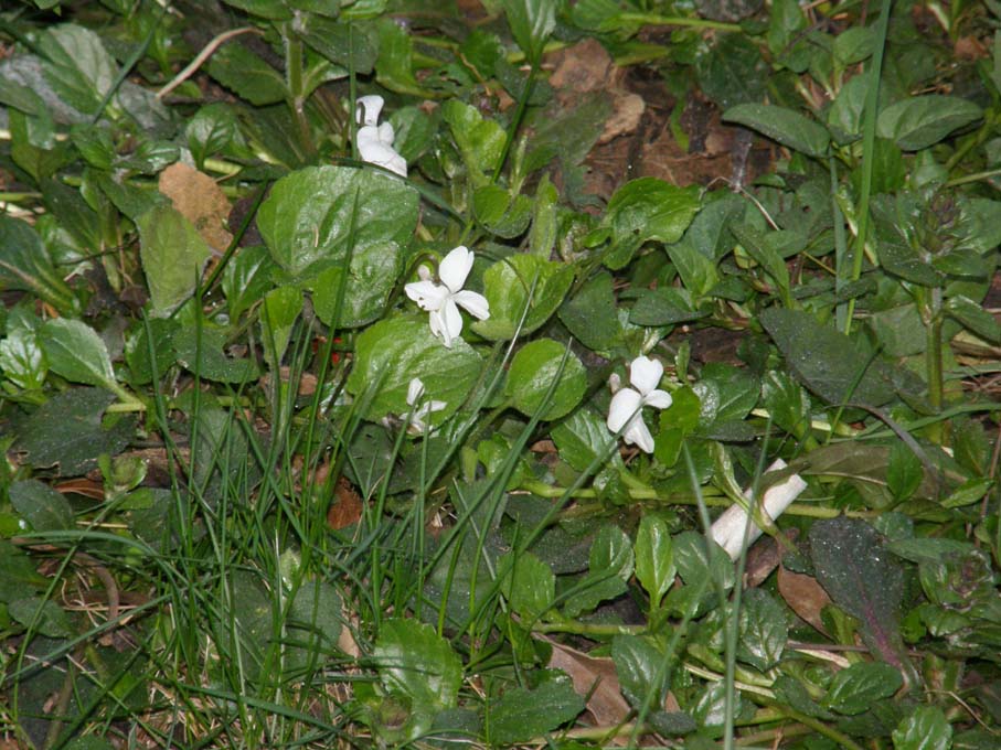 Ecco le prime viole: Viola odorata (Violaceae)