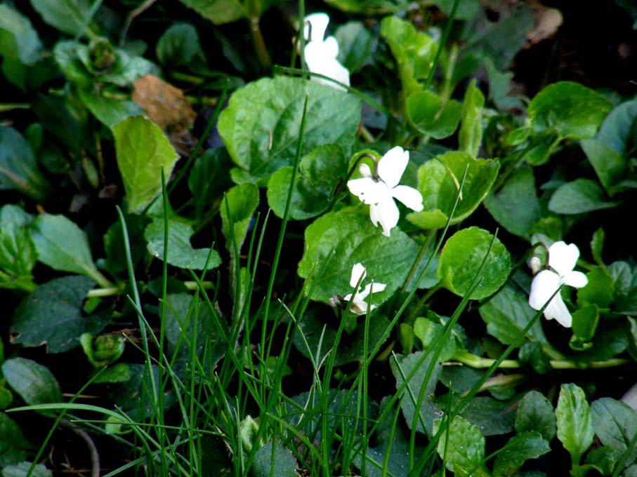Ecco le prime viole: Viola odorata (Violaceae)