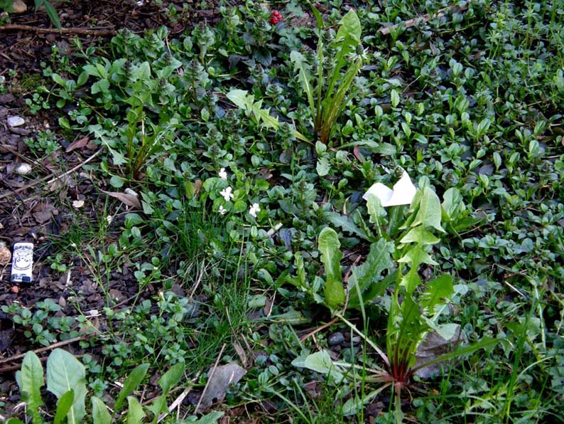 Ecco le prime viole: Viola odorata (Violaceae)