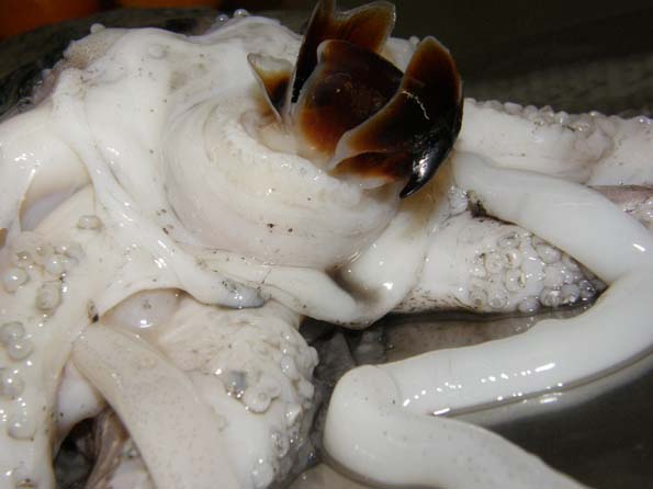 Seppia con due becchi.