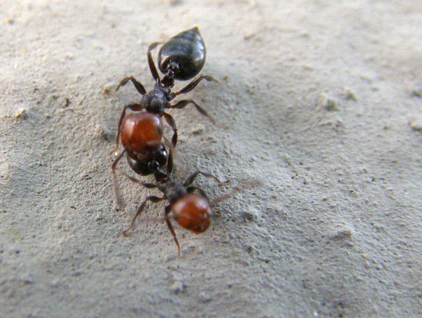Crematogaster scutellaris