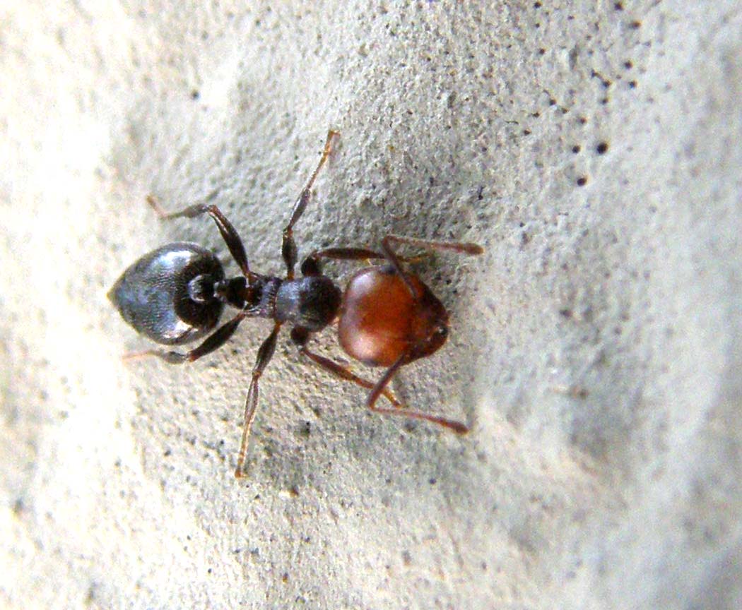Crematogaster scutellaris