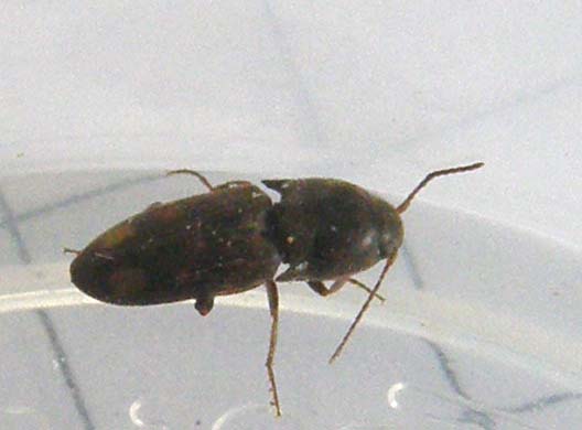 Elateride da identificare: Drasterius bimaculatus