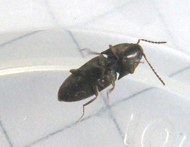 Elateride da identificare: Drasterius bimaculatus