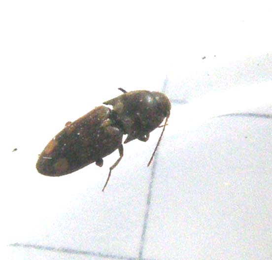 Elateride da identificare: Drasterius bimaculatus