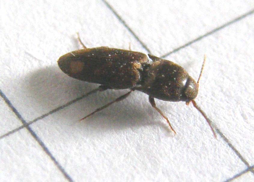 Elateride da identificare: Drasterius bimaculatus