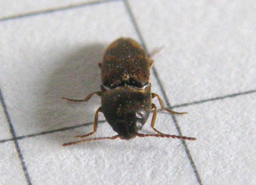 Elateride da identificare: Drasterius bimaculatus