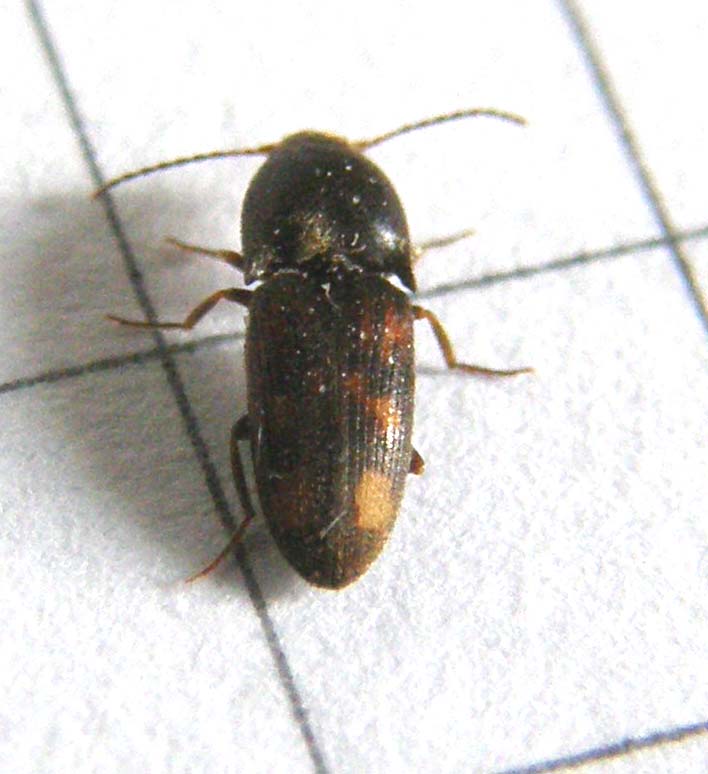 Elateride da identificare: Drasterius bimaculatus