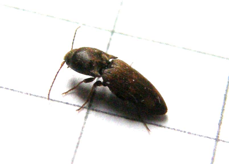 Elateride da identificare: Drasterius bimaculatus