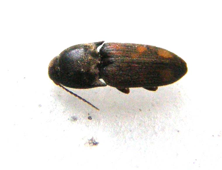 Elateride da identificare: Drasterius bimaculatus