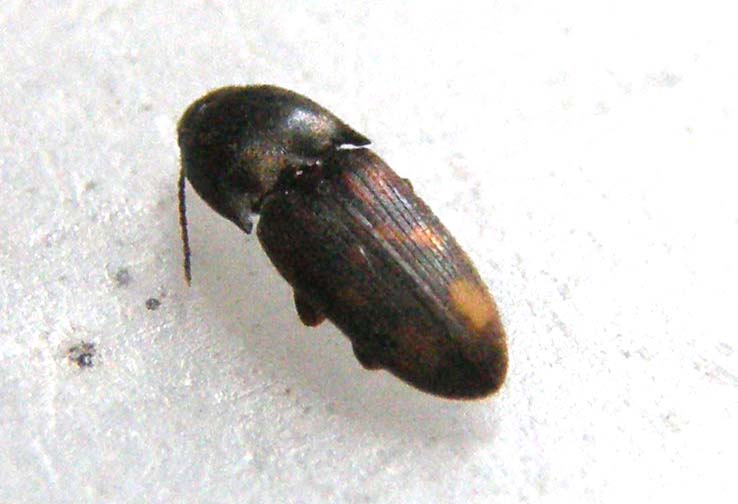 Elateride da identificare: Drasterius bimaculatus