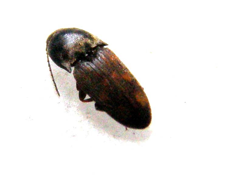 Elateride da identificare: Drasterius bimaculatus