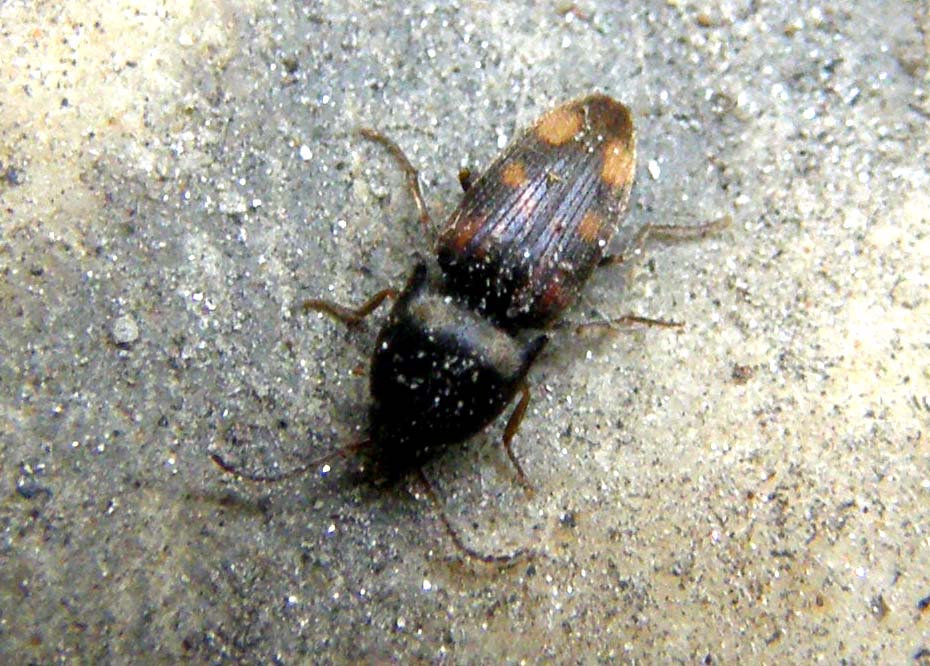 Elateride da identificare: Drasterius bimaculatus