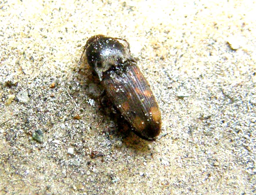 Elateride da identificare: Drasterius bimaculatus