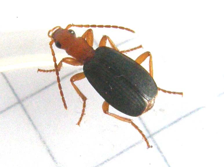 Carabidae (non Cantharidae!) milanese: Brachinus sp.