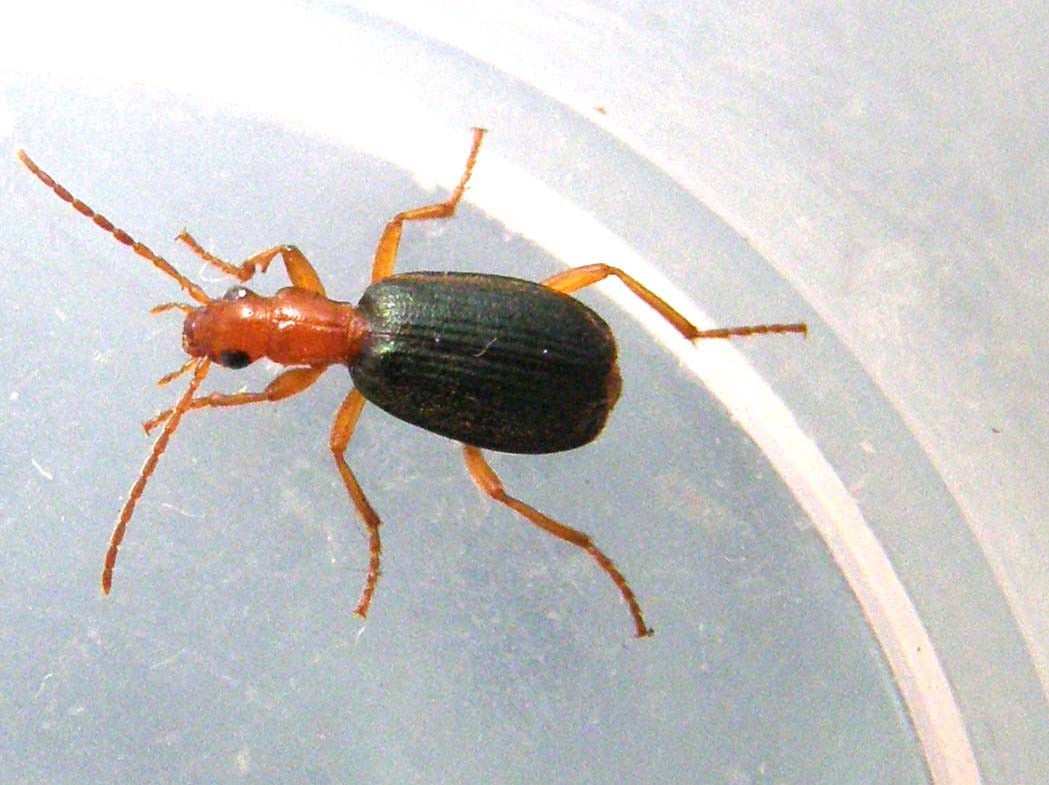 Carabidae (non Cantharidae!) milanese: Brachinus sp.