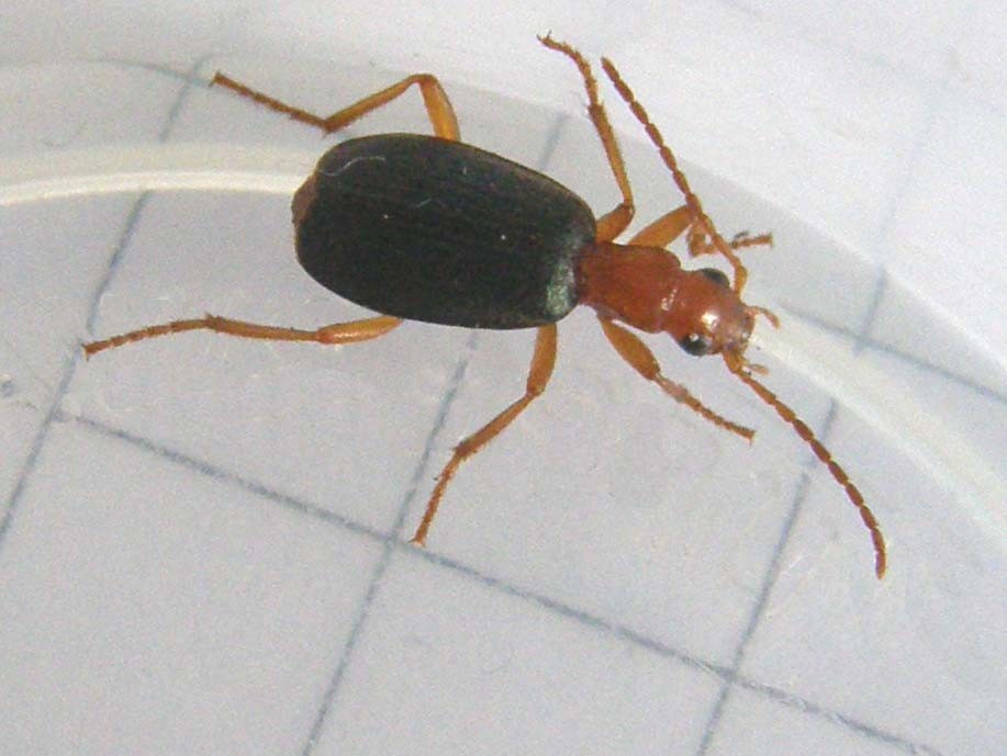 Carabidae (non Cantharidae!) milanese: Brachinus sp.