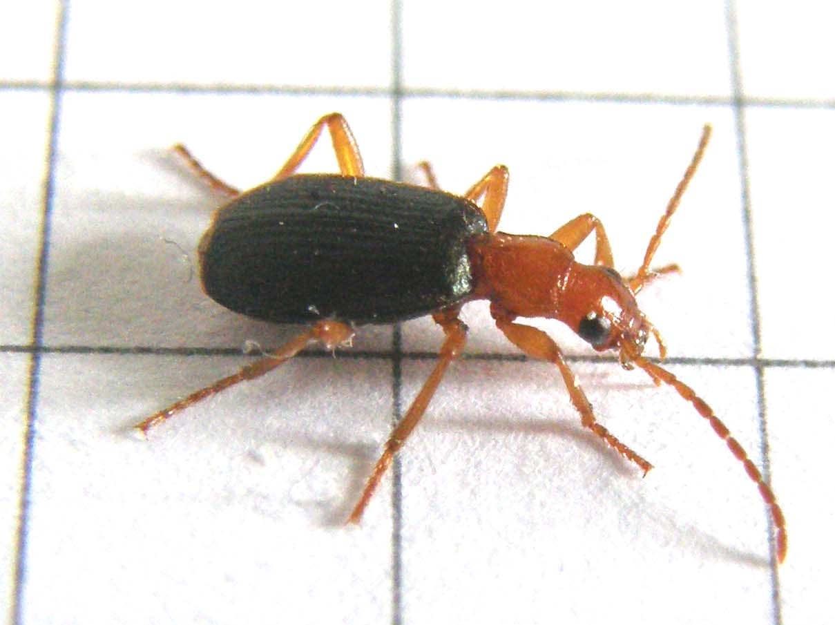Carabidae (non Cantharidae!) milanese: Brachinus sp.