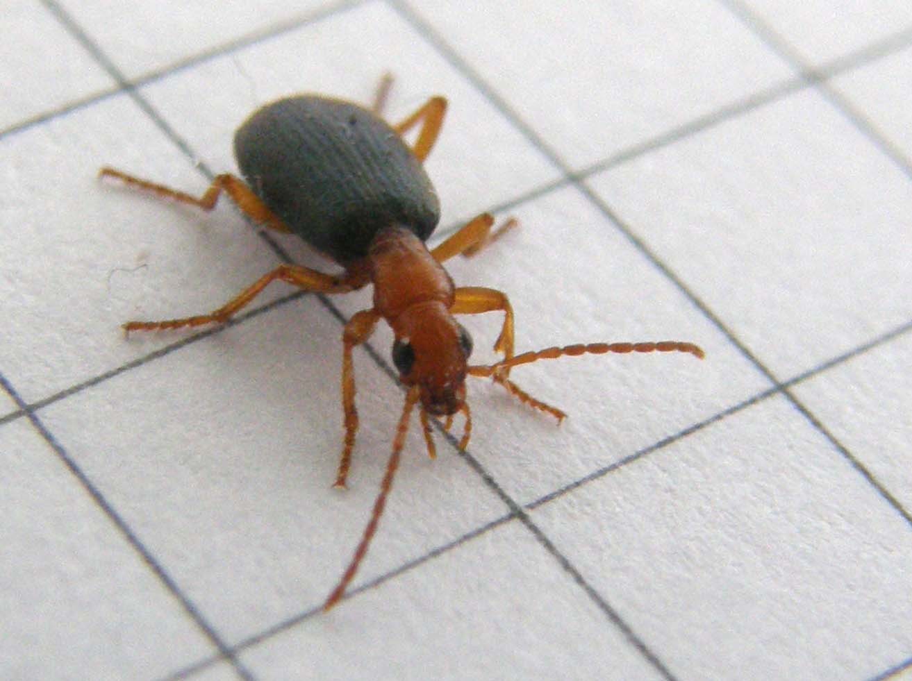 Carabidae (non Cantharidae!) milanese: Brachinus sp.