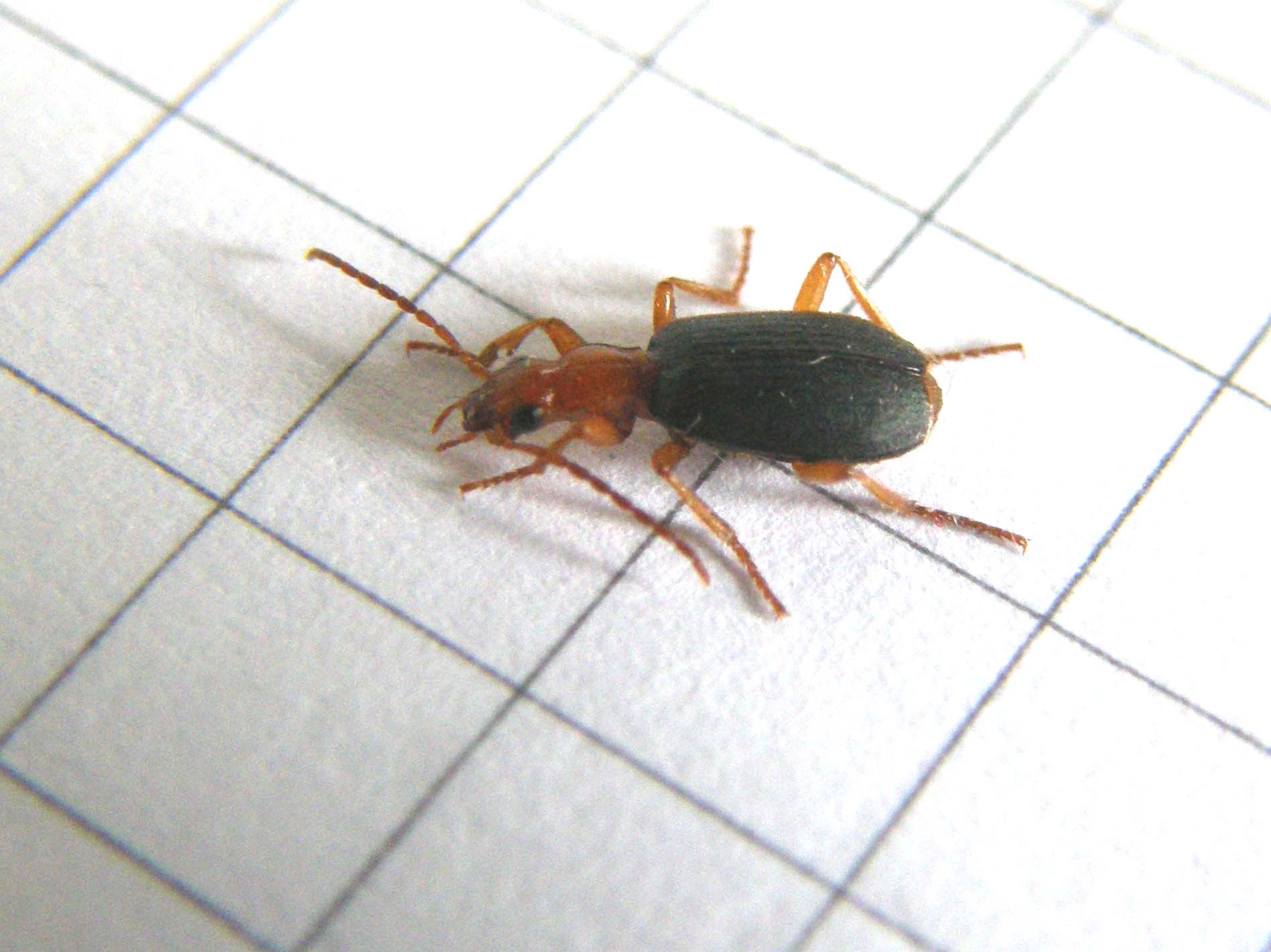 Carabidae (non Cantharidae!) milanese: Brachinus sp.