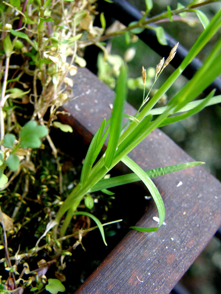 Poa annua