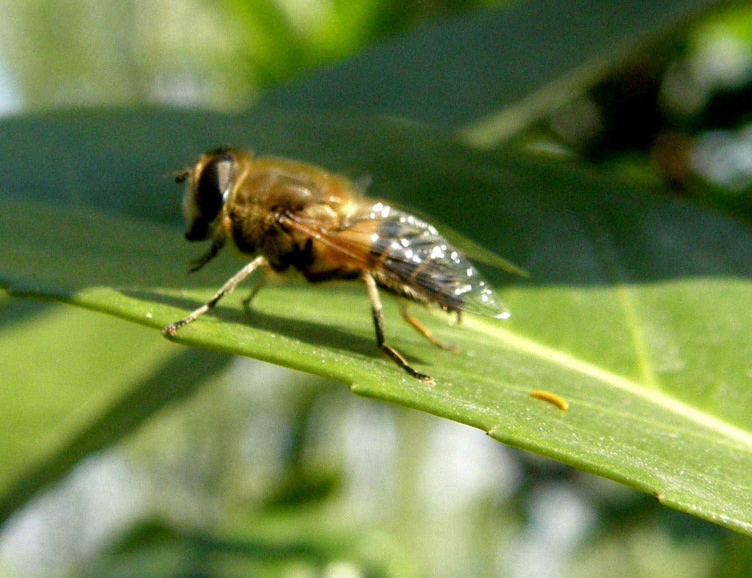 Eristalis sp. ♀ (Syrphidae)