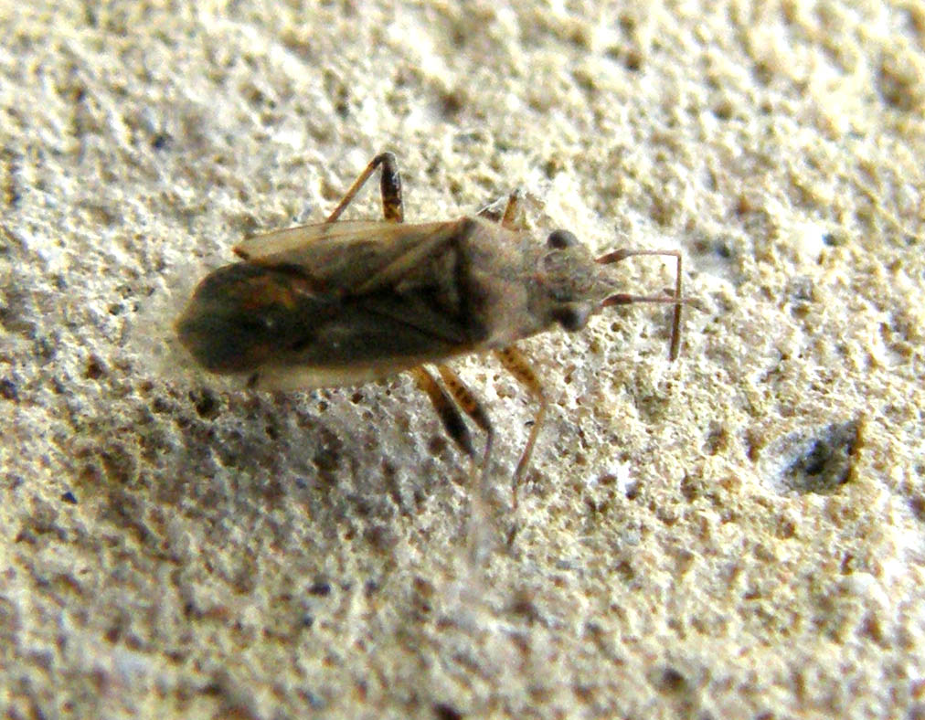 Lygaeidae: Nysius cf senecionis trovato a Milano