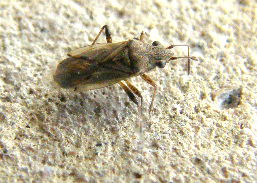 Lygaeidae: Nysius cf senecionis trovato a Milano