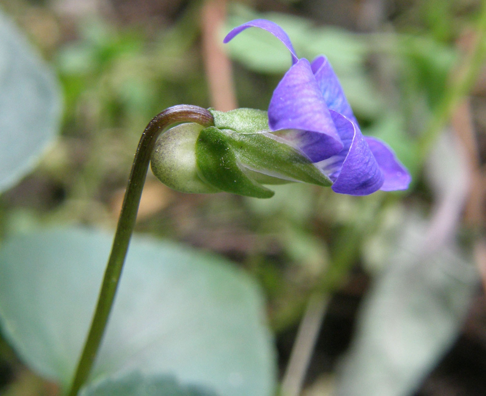 Viola sororia / Viola sorella