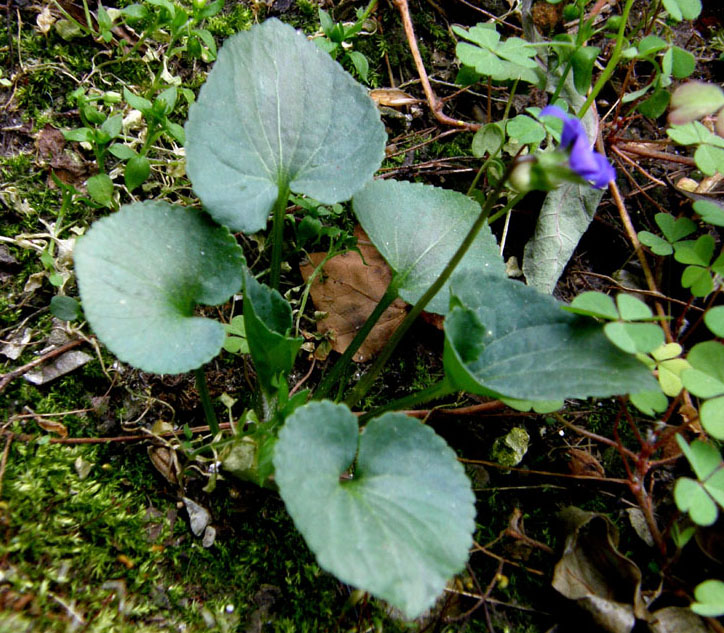 Viola sororia / Viola sorella