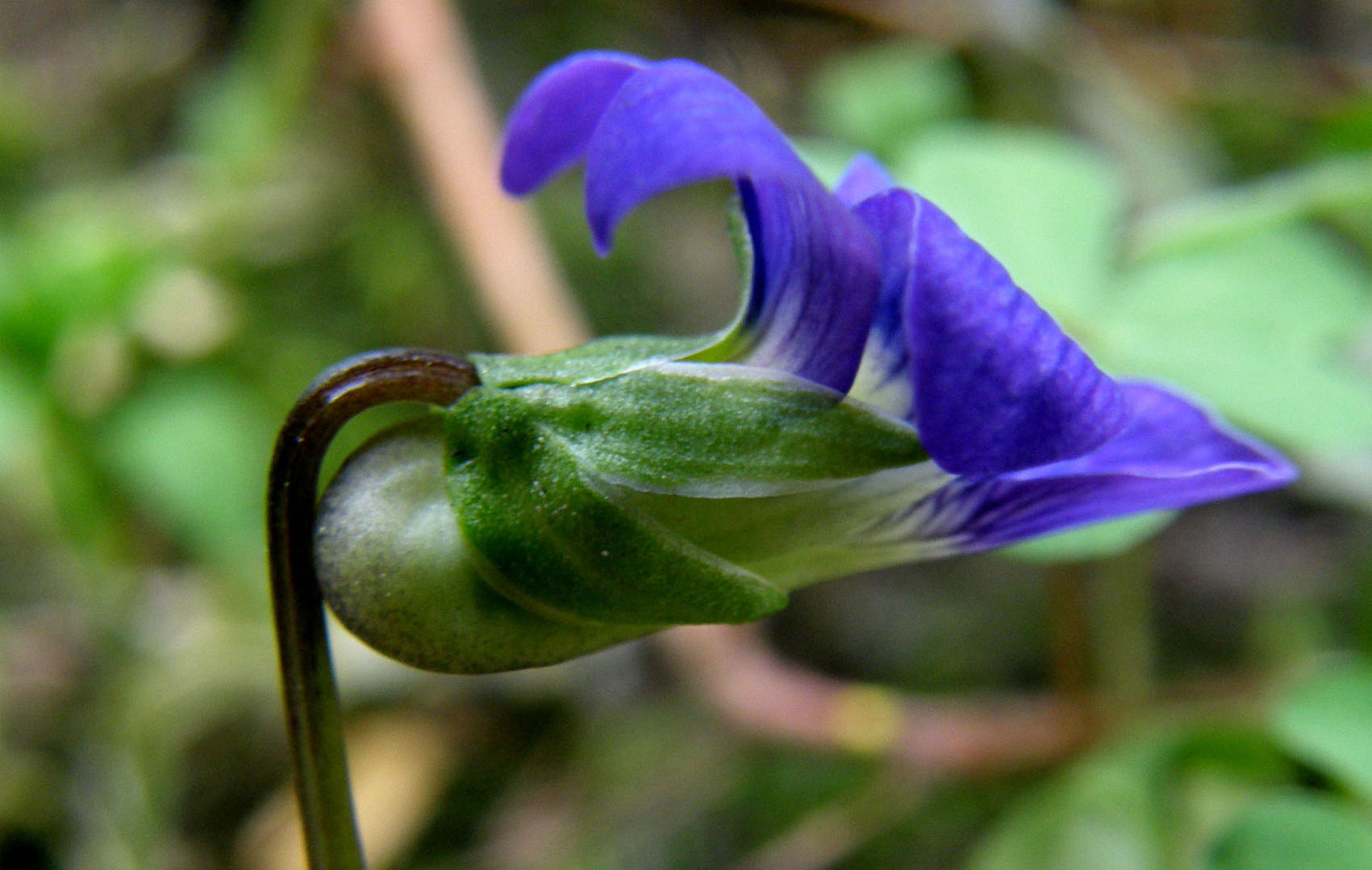 Viola sororia / Viola sorella